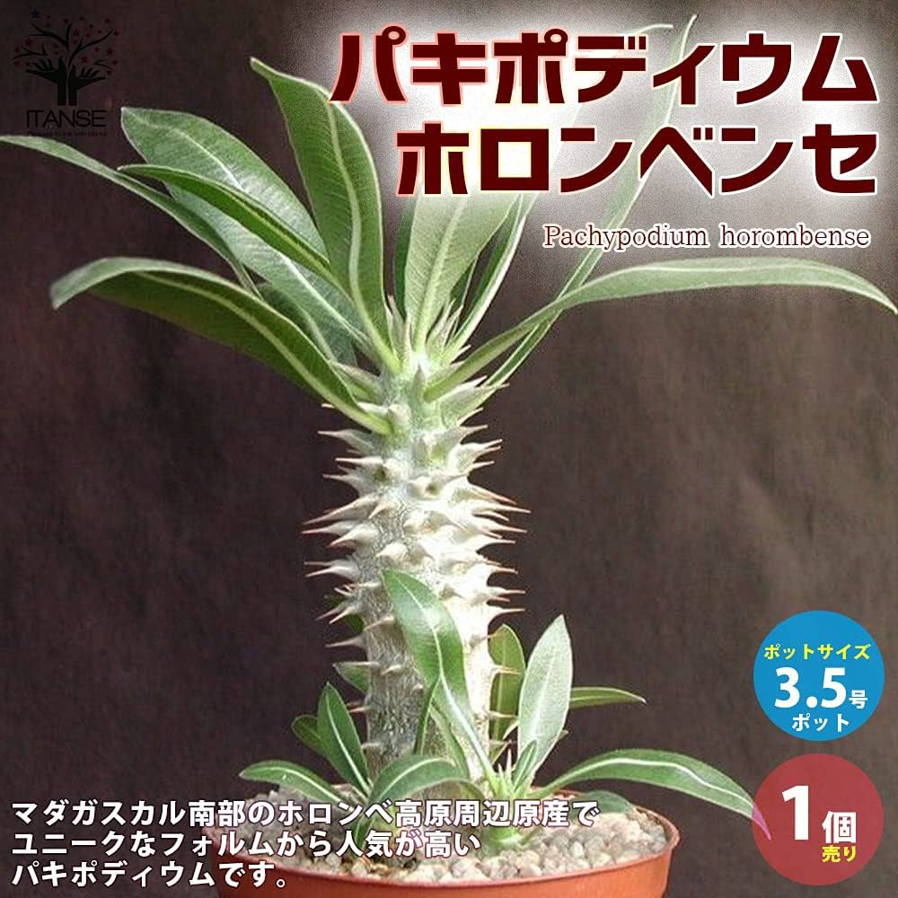 Amazon.co.jp: パキポディウム ホロンベンセ3.5号ポット【品種で